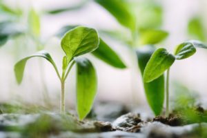 Sprouts sprouting because they're happy you went vegan ;)
