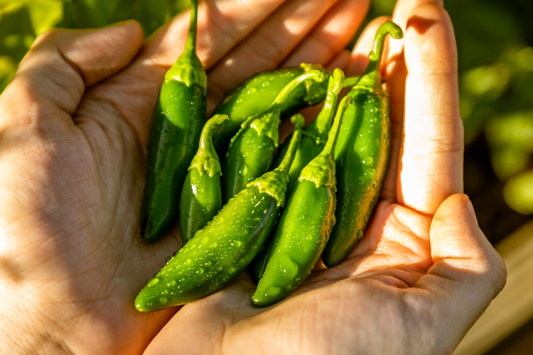 Jalapenos in hand