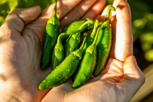 Vegan instacart customers: it's time to stand for worker's rights and ditch the service