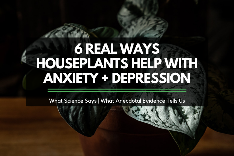 Text that reads: 6 Real Ways Houseplants Help With Depression and Anxiety - ServingRealness.com overlayed on moody photo of silver satin pothos houseplant